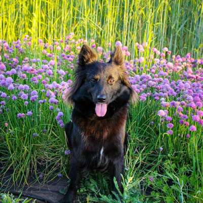 Die Dogorama Monats Challenge "Es grünt und blüht"-Beitrag-Bild