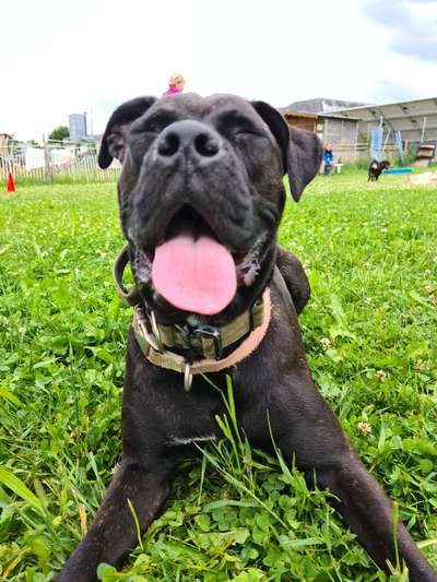 Rassensuche Cane Corso Italiano-Beitrag-Bild
