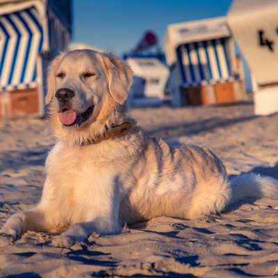 Titelbild Gruppe Golden Retriever in Franken