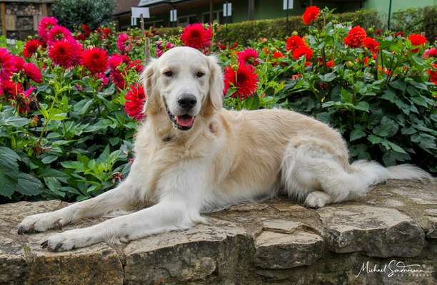 aktuelles Foto Gruppe Golden Retriever in Franken