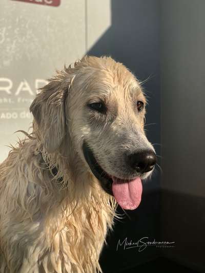 aktuelles Foto Gruppe Golden Retriever in Franken