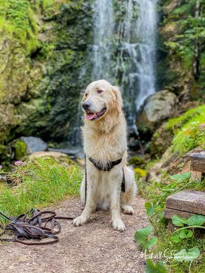 aktuelles Foto Gruppe Golden Retriever in Franken