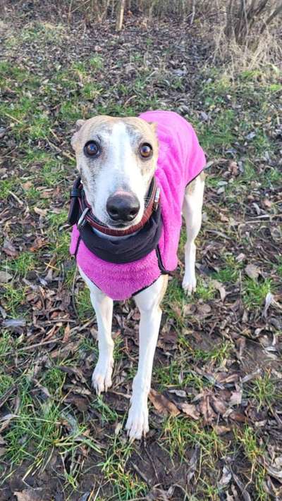 Whippet-Beitrag-Bild