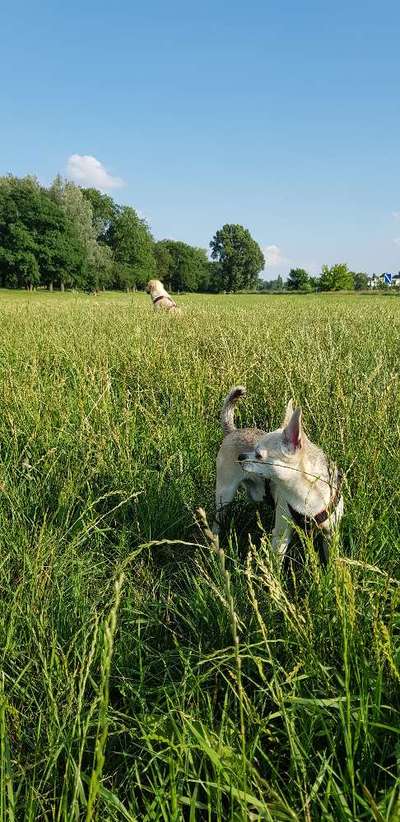 Hundeauslaufgebiet-An der Sternbrücke-Bild