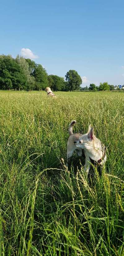 Hundeauslaufgebiet-An der Sternbrücke-Bild