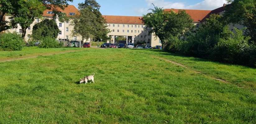 Hundeauslaufgebiet-Lutherstraße-Bild