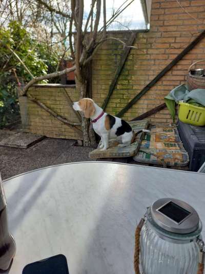 Hundekörbchen für den Außenbereich-Beitrag-Bild