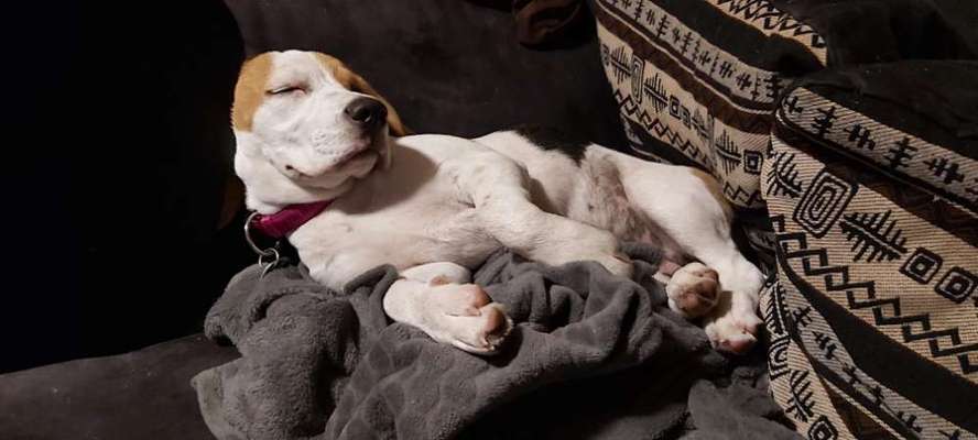 Zeigt mir die tollste Nahaufnahme von eurer Fellnase-Beitrag-Bild