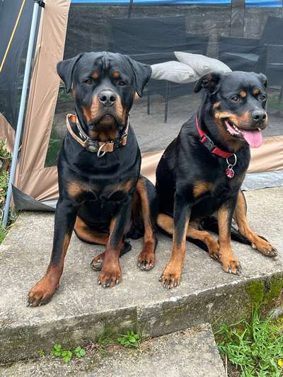 Rottweiler-Beitrag-Bild