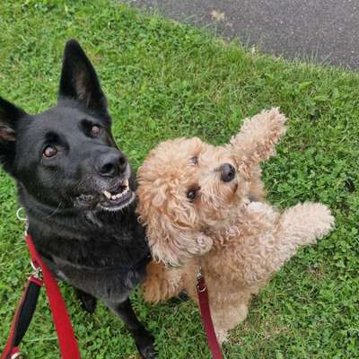 Hundetreffen-Hundefreunde, Trainingspartner,Ausflüge mit Hund,Gassirunden-Bild