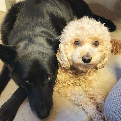 Hundetreffen-Trainingspartner und Sozialkontakte für Suki und/oder Rin-Bild