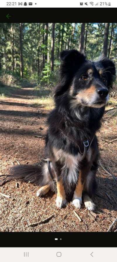 Mischlinge raten - Rätselspaß-Beitrag-Bild