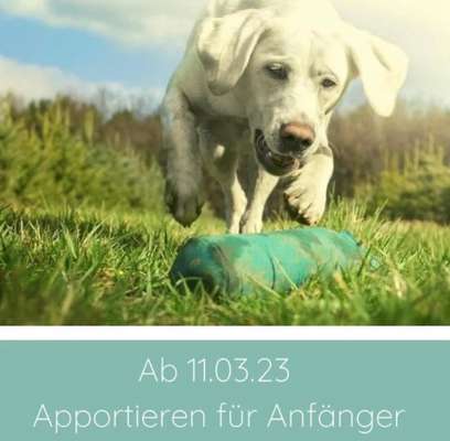 Hundeschulen-Hundezentrum WolfsRudel-Bild