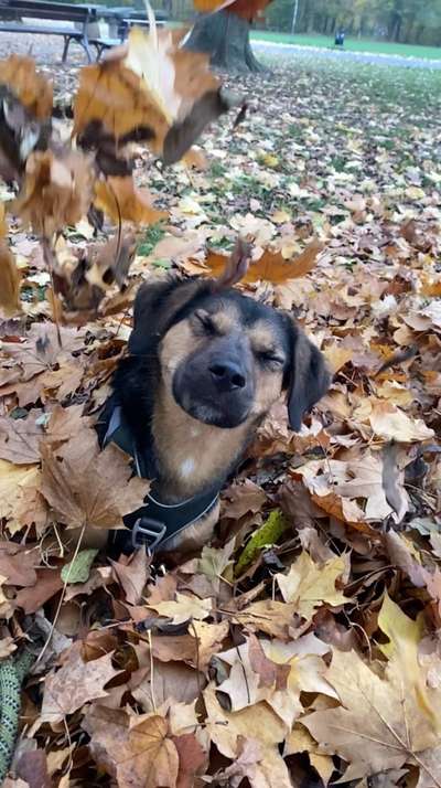 Die lustige Welt der Hunde-Mimik :)-Beitrag-Bild