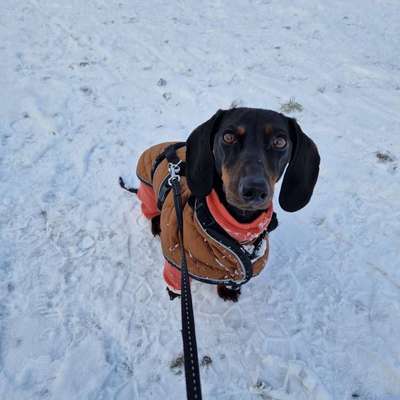 Hundetreffen-Hundetreff-Bild