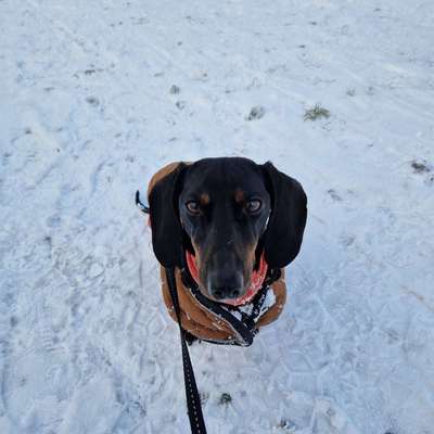 Hundetreffen-Dackeltreff