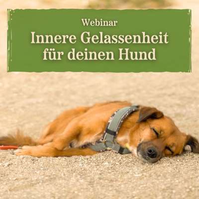 Giftköder-Innere Gelassenheit für deinen Hund-Bild