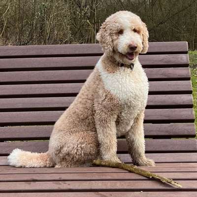 Hundetreffen-Spielzeit mit Milo (Pinneberg und Umgebung Hamburg)-Bild