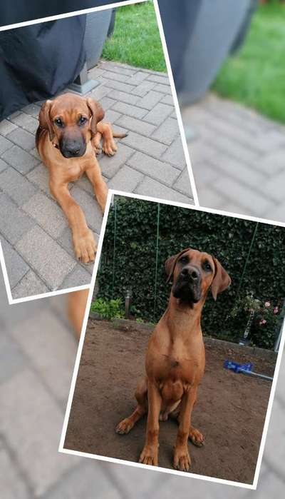 Wie groß waren eure welpen ?-Beitrag-Bild