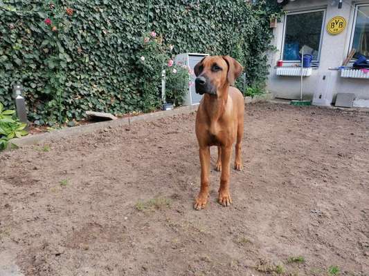 Mischlingshunde Foto Aufruf-Beitrag-Bild