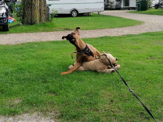 Zeige das lustigste Bild eures Hundis-Beitrag-Bild