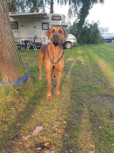 149. Foto Challenge: Wer ist hier der Boss!-Beitrag-Bild