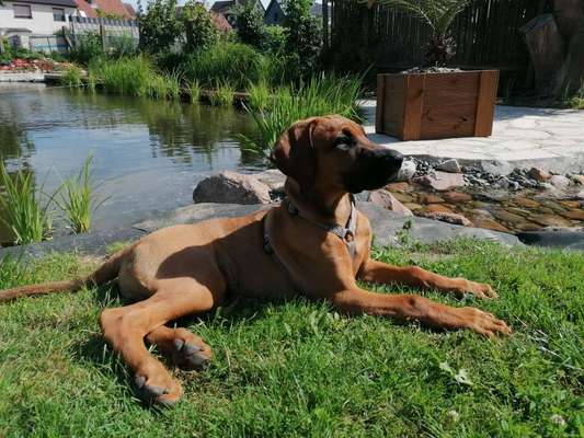 Die Dogorama Kalender Challenge 4/4-Beitrag-Bild