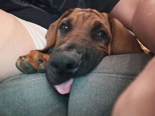 Fotochallenge Nr. 59 - Mein Hund zeigt die Zunge-Beitrag-Bild