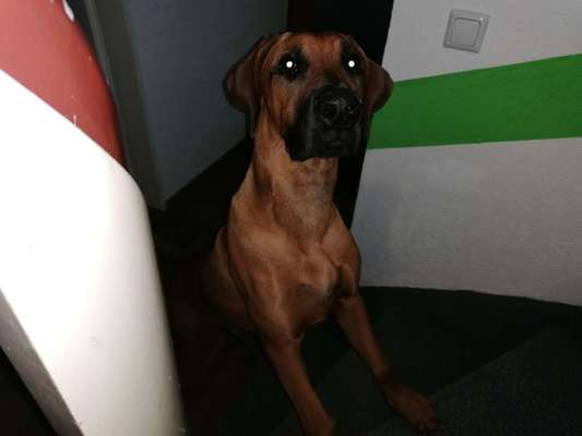 Mischlingshunde Foto Aufruf-Beitrag-Bild