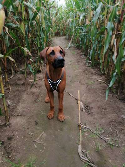 Mischlingshunde Foto Aufruf-Beitrag-Bild