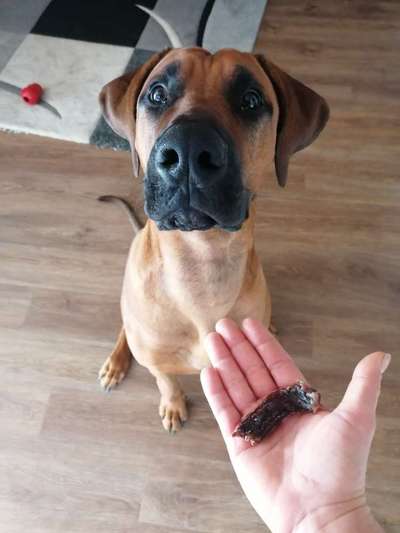 Die besten Hundeblicke 🐾❤️-Beitrag-Bild