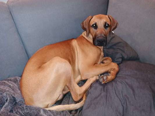 Mischlingshunde Foto Aufruf-Beitrag-Bild