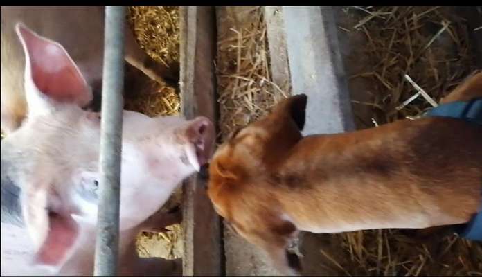 Fotochallenge Nr. 51 "Euer Hund mit anderen Tieren"-Beitrag-Bild