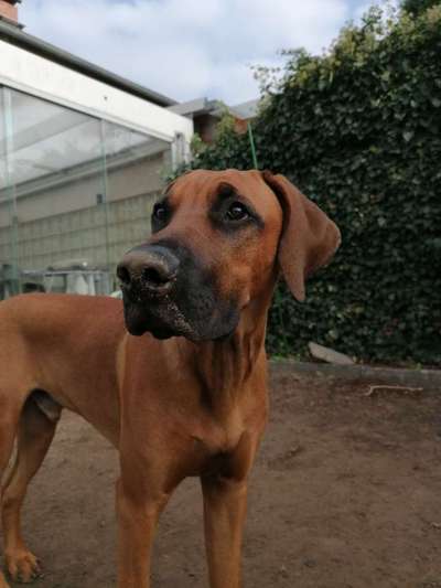 Wie groß waren eure welpen ?-Beitrag-Bild