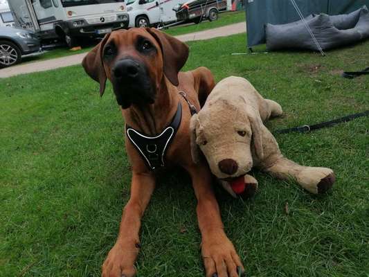 Die Dogorama Kalender Challenge Titelbild-Beitrag-Bild