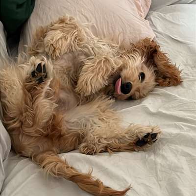 Hundetreffen-Playdates für Junghunde! Gemeinsames Spielen-Bild