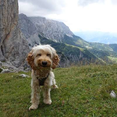 Hundetreffen-Treffen zum Laufen/ Spielen rund um den Augarten-Bild