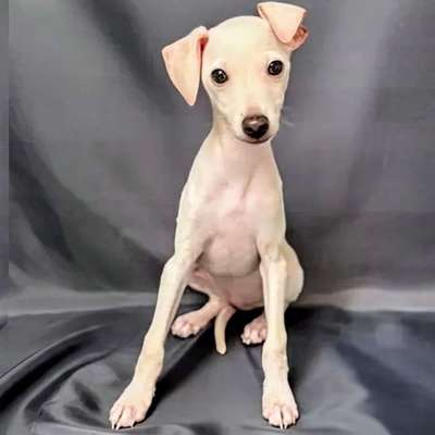 Hundetreffen-Welpentreffen-Bild