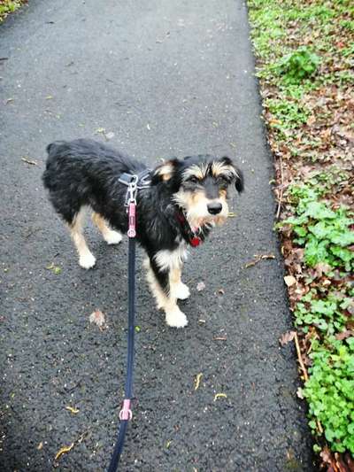 Auslandstierschutz-Beitrag-Bild