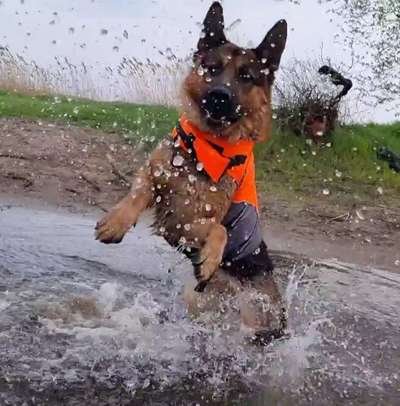 Dogorama-Monats-Challenge-Mai "Wasser"-Beitrag-Bild