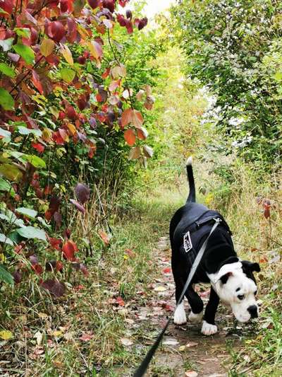 Hundetreffen-Gassirunde-Bild