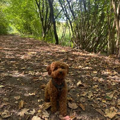 Hundetreffen-Kleine Spielkameraden für meine Hündin gesucht 🐶-Bild