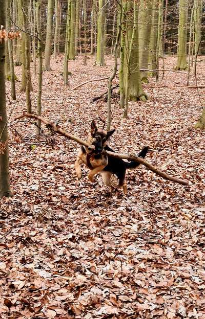 Dogorama Photo Challenge - Apportieren-Beitrag-Bild