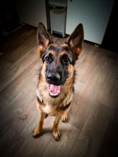 Alles rund um den Schäferhund, diskutieren erwünscht.-Beitrag-Bild