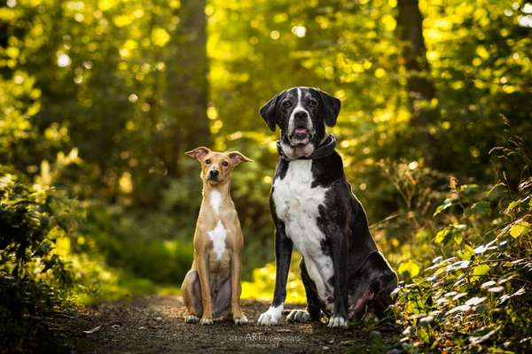 Foto -Challenge  Thema : Dein Hund Im Wald-Beitrag-Bild