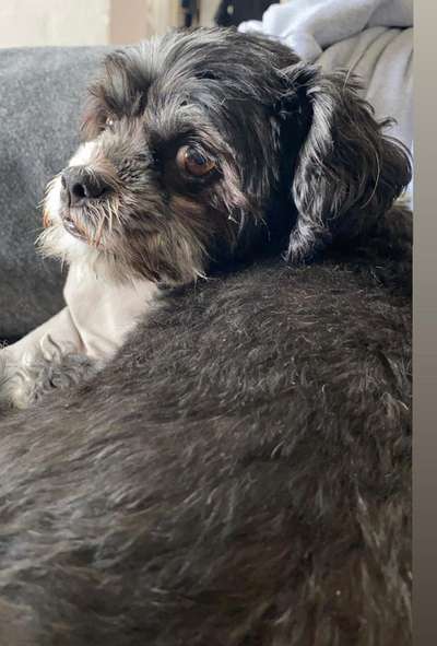 Die Dogorama-Wochen-Challenge "Die schönste Grimasse"-Beitrag-Bild