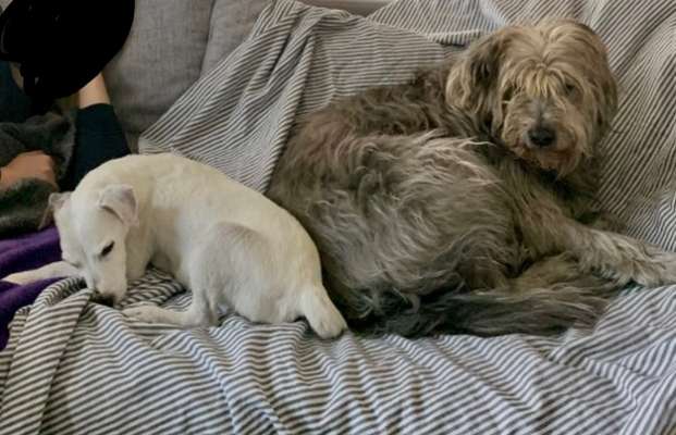 Bester Freund, Hundekumpel - zeigt her!-Beitrag-Bild