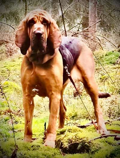 Reinrassige Hunde?-Beitrag-Bild