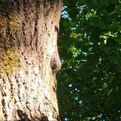 Giftköder-Eichenprozessionsspinner Nest-Bild