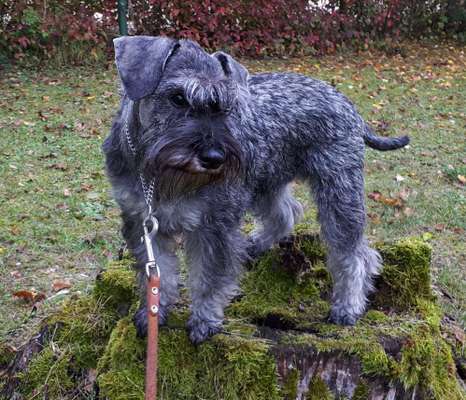 Zwergschnauzer gesucht-Beitrag-Bild